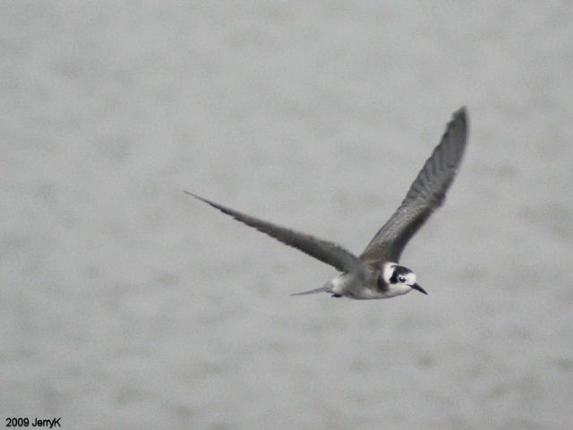 Black Tern